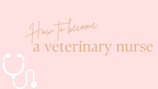 How to become a Veterinary Nurse